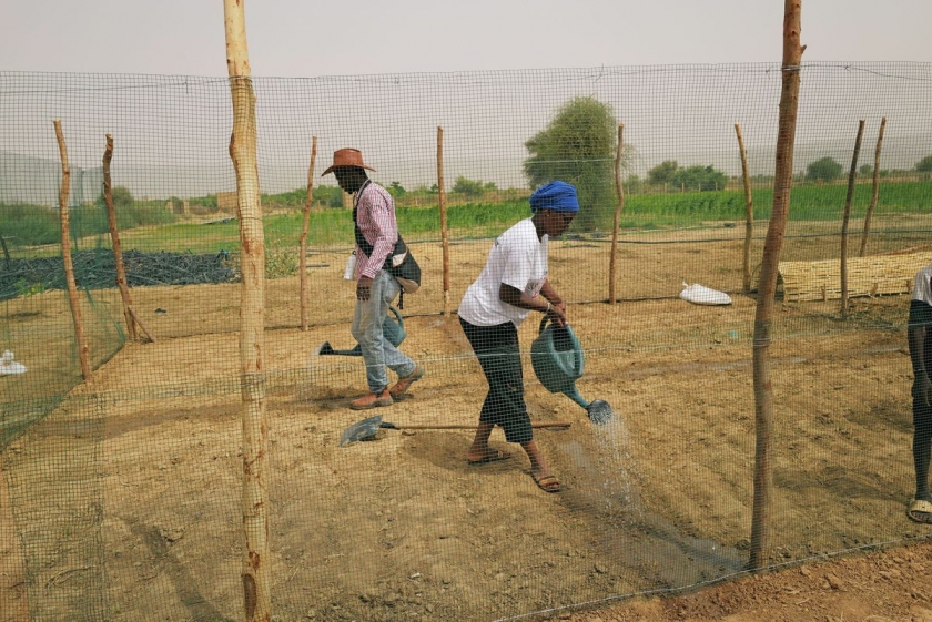 Senegalese plant circular gardens in Green Wall defence against desert