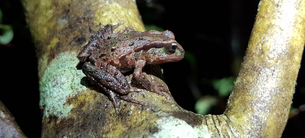 Growing to just 37mm long, the Archey's frog can sit in a teaspoon. It's listed as 'critically endangered' by the International Union for Conservation of Nature.
