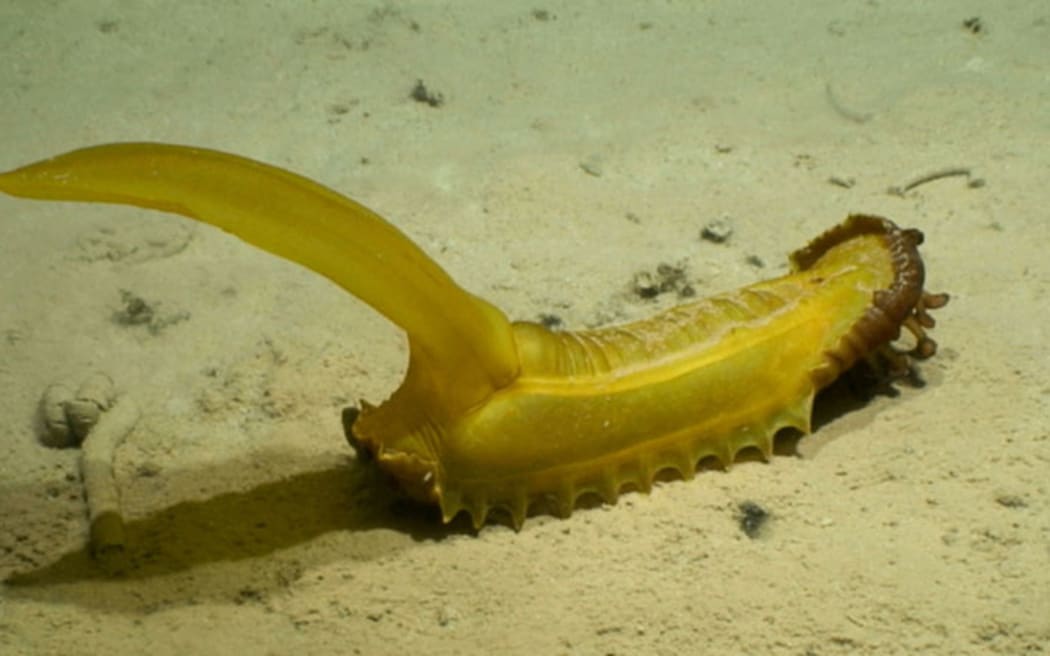 Gummy squirrel (“Psychropotes longicauda”) at 5100 m depth on abyssal sediments in the western CCZ. This animal is ~60 cm long (including tail), with red feeding palps (or “lips”) visibly extended from its anterior end (right). 