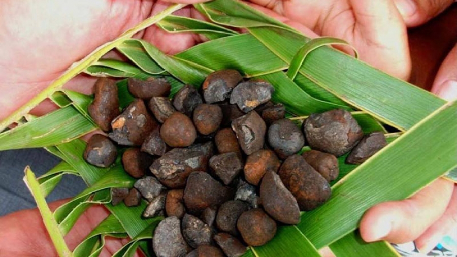 Deep sea manganese nodules found in the Cook Islands Photo: EEZ. SEABED MINERALS AUTHORITY/20092117