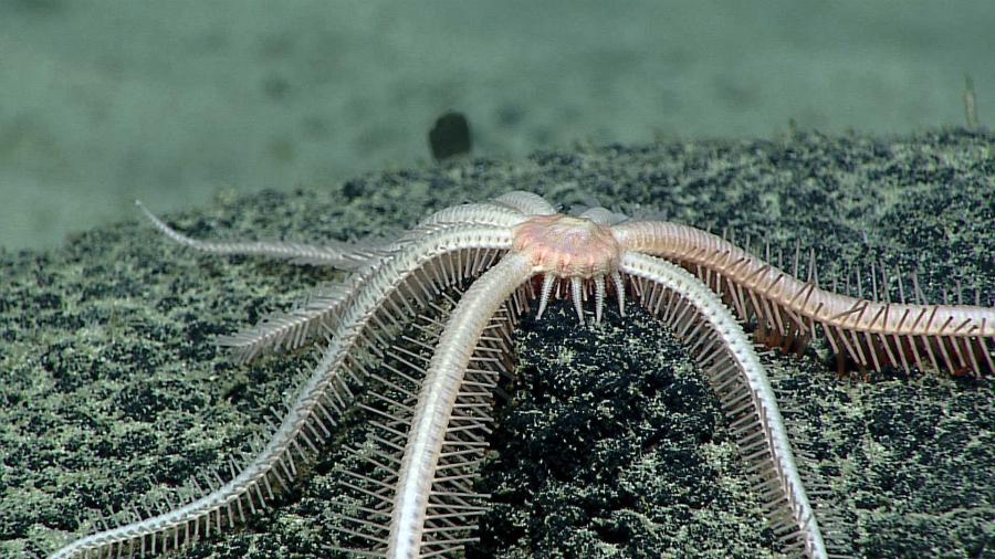 A brisingid starfish on rock surface with botryoidal manganese nodules (photo by NOAA/OAR/OER, 2016 Deepwater Exploration of the Marianas, Leg 3)
