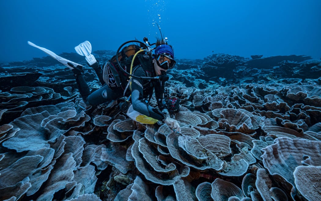 A coral reef site in pristine condition has been opened to the eyes of the world in French Polynesia Photo: Alexis Rosenfeld #1Ocean