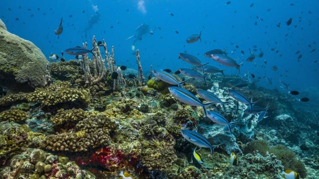 Project Digital Earth