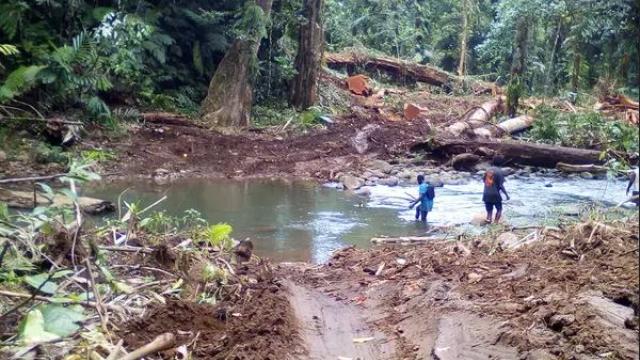 solomon logging case