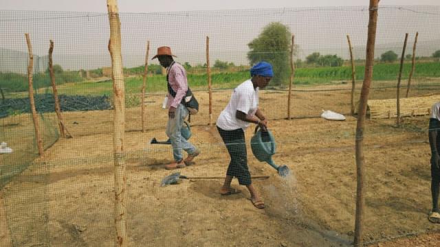 Senegalese plant circular gardens in Green Wall defence against desert