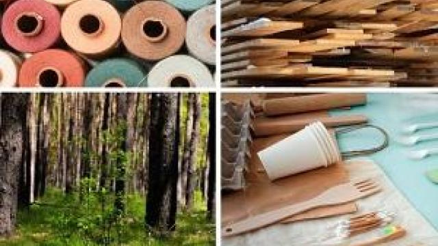 Forest in circular economy