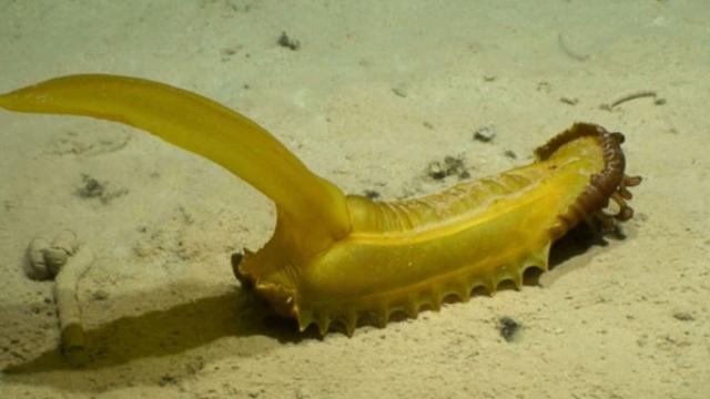 Gummy squirrel (“Psychropotes longicauda”) at 5100 m depth on abyssal sediments in the western CCZ. This animal is ~60 cm long (including tail), with red feeding palps (or “lips”) visibly extended from its anterior end (right). 