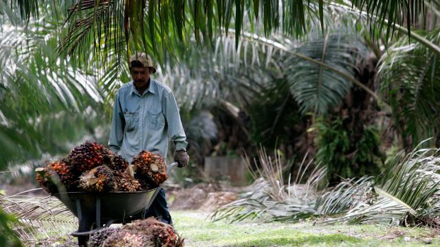 A worker pushes a wheelbarrow of palm oil fruits on a plantation in Malaysia. Although palm oil is one of the most widely traded and used commodities, its production is linked to environmental and social problems, prompting calls to make the supply chain more sustainable. (Image: Zainal Abd Halim / Alamy)