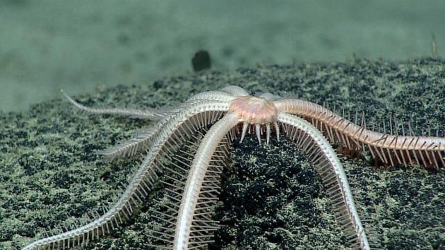 A brisingid starfish on rock surface with botryoidal manganese nodules (photo by NOAA/OAR/OER, 2016 Deepwater Exploration of the Marianas, Leg 3)