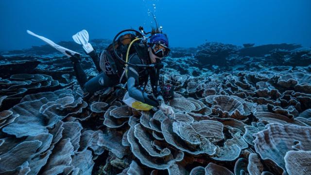 A coral reef site in pristine condition has been opened to the eyes of the world in French Polynesia Photo: Alexis Rosenfeld #1Ocean